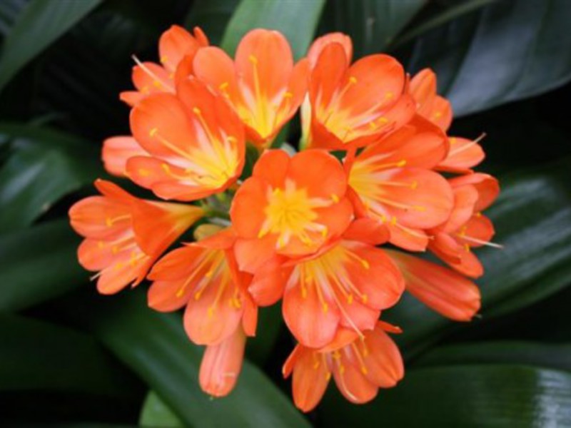 Why clivia does not bloom