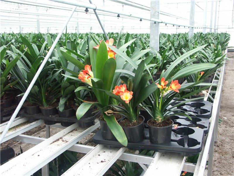 Clivia flower