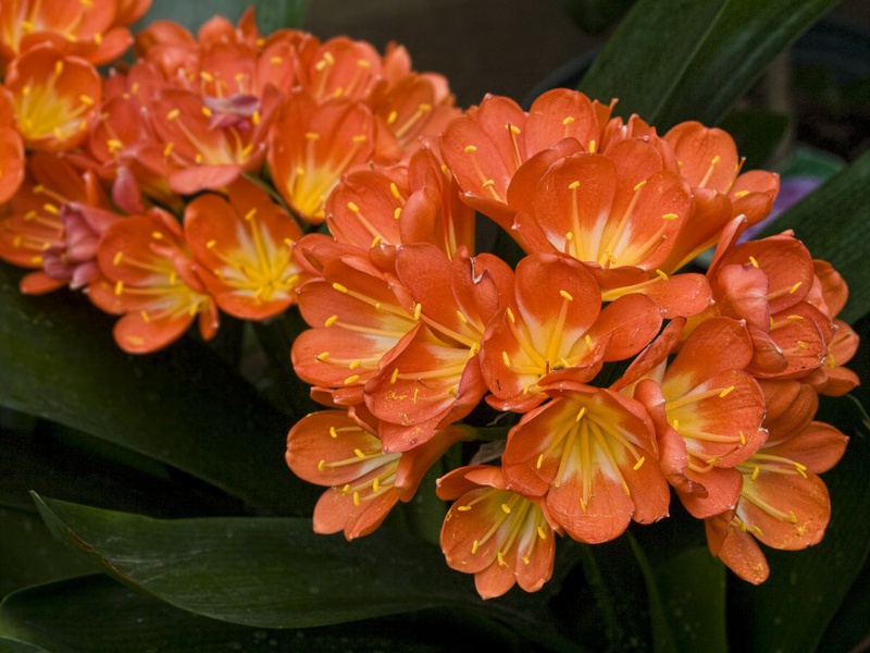 Diseases of clivia