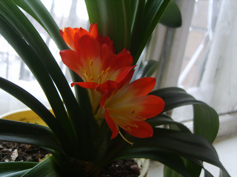 How to protect clivia from pests