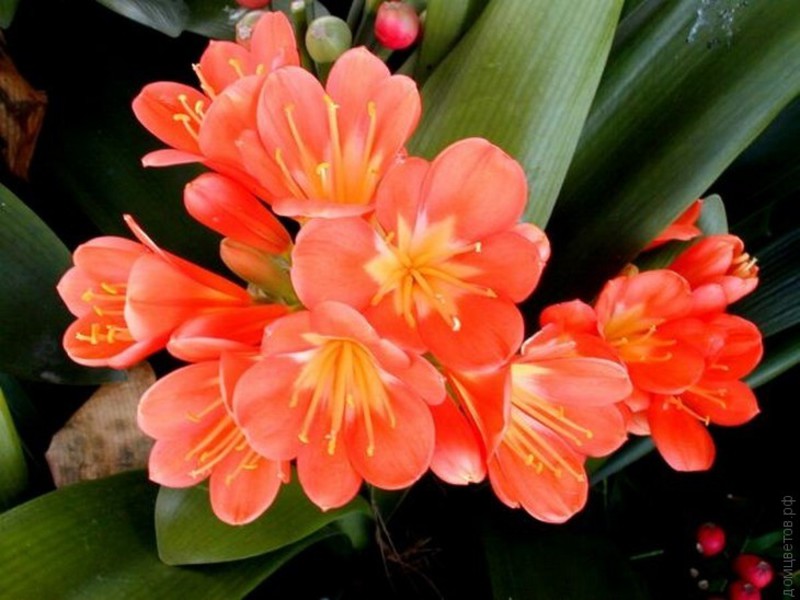 What flowers does clivia bloom