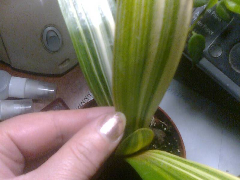 Features of flowering and why clivia does not bloom