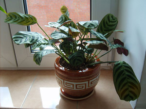 What conditions are needed for calathea