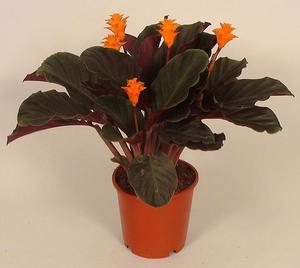 Indoor flowers calathea