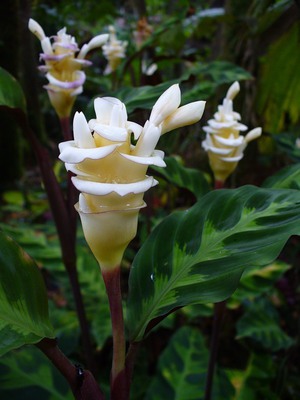 Calathea flower