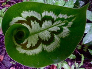 Diseases of calathea