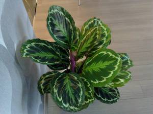 Calathea care rules