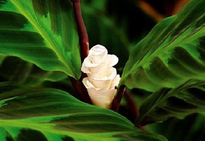 Calathea belongs to the arrowroot family