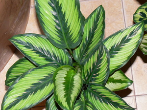 Varieties of varieties of calathea