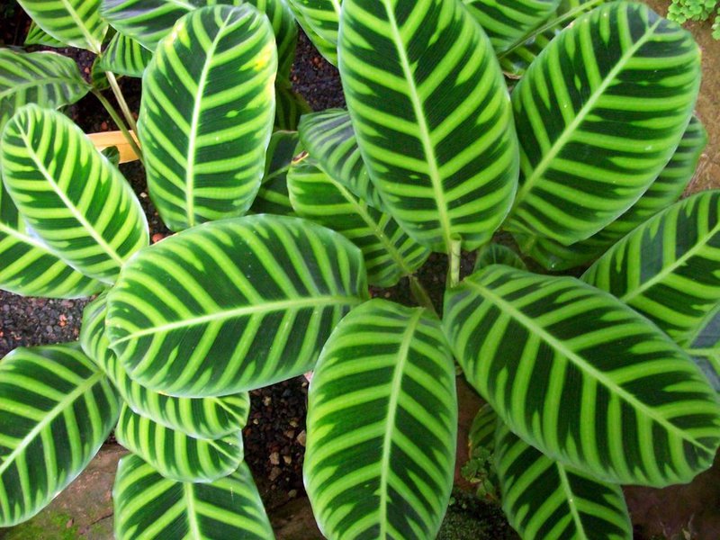 Indoor flowers calathea