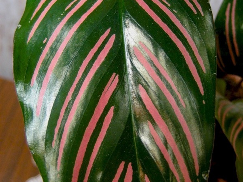 How to care for calathea