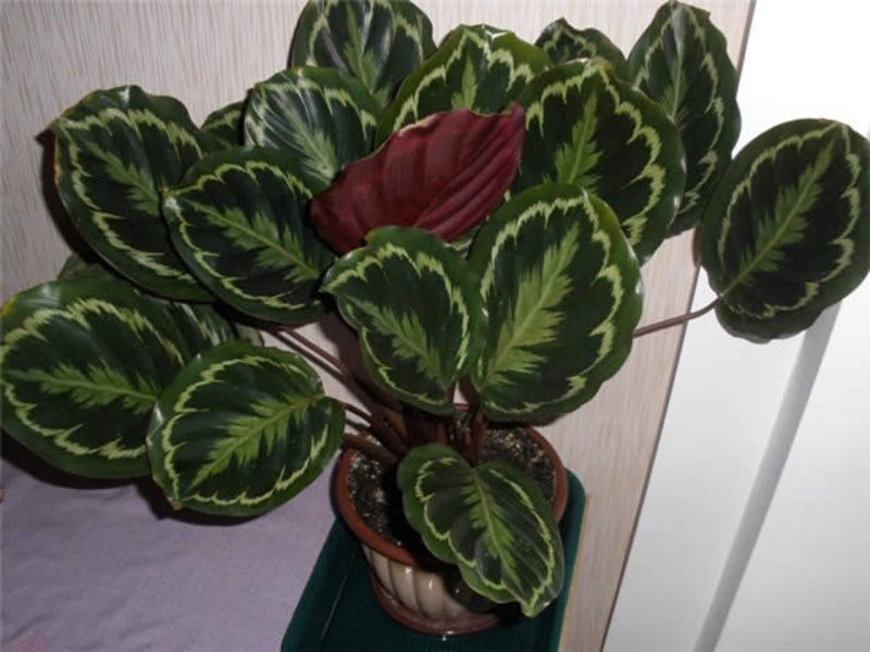 Growing calathea at home