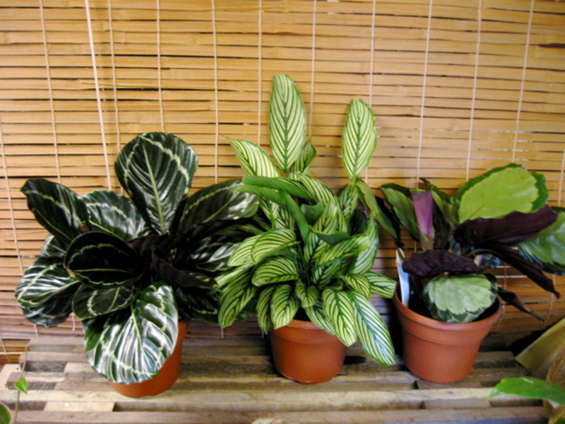 Calathea in the house