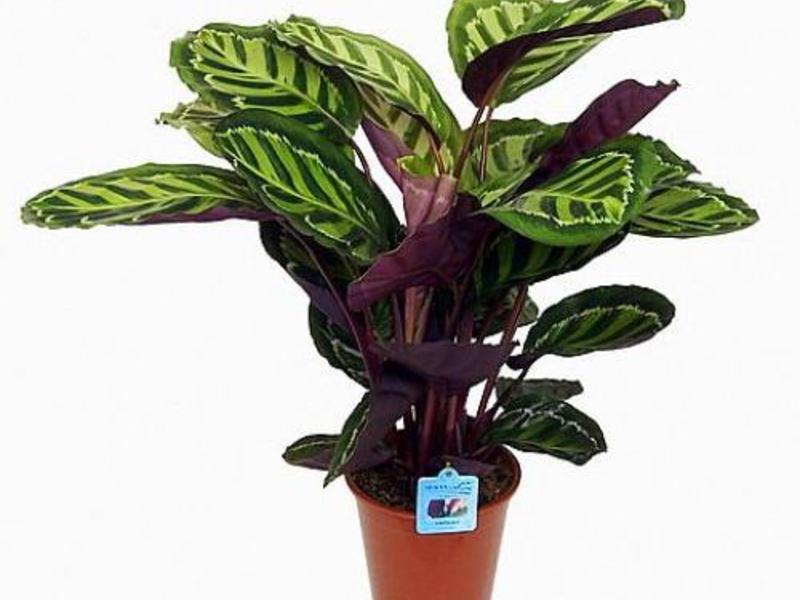 Calathea appearance