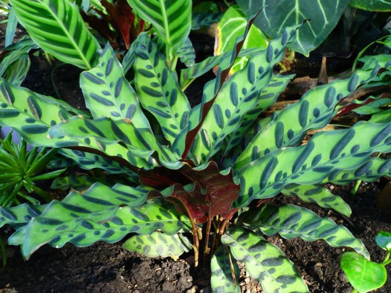 Calathea belongs to the arrowroot family