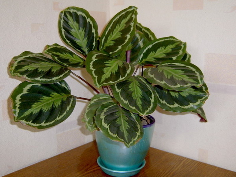 Flowering calathea