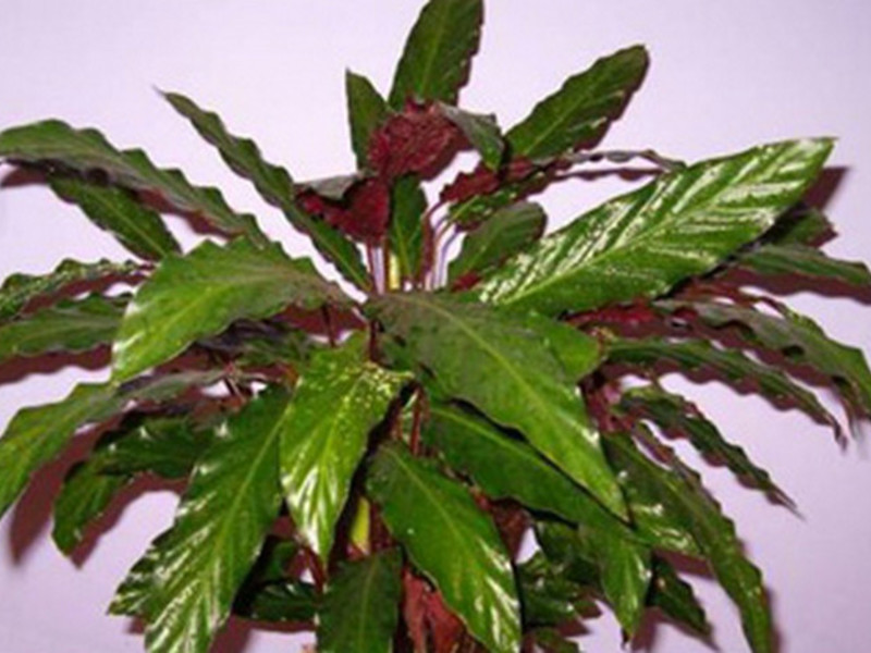 Name of varieties of calathea