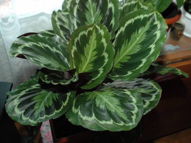 Calathea variety