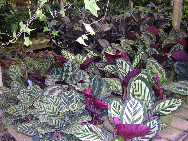 Calathea belongs to the arrowroot family