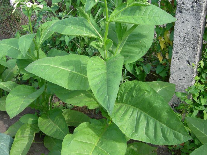 Fragrant tobacco seedlings