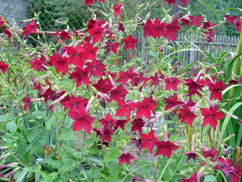 Description of the fluffy tobacco plant