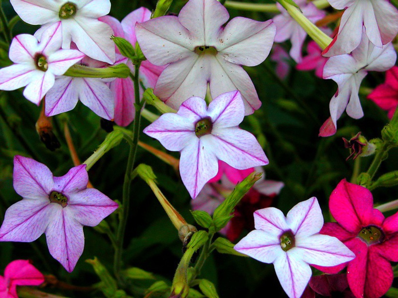 How scented tobacco blooms