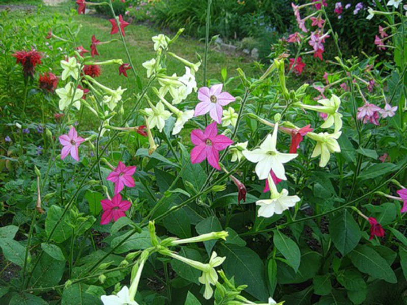 Cultivation of scented tobacco