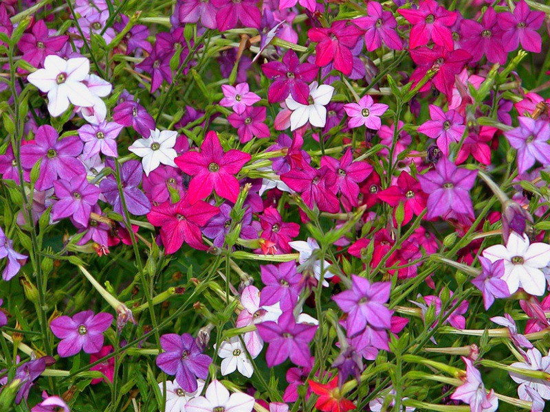 Scented tobacco seeds