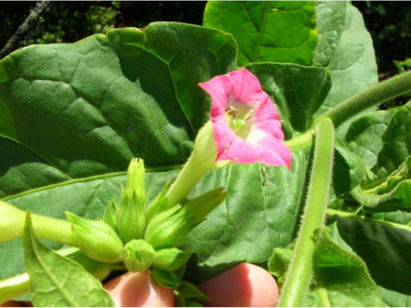 Fragrant tobacco in bloom