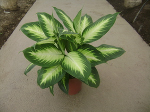 Dieffenbachia spotted