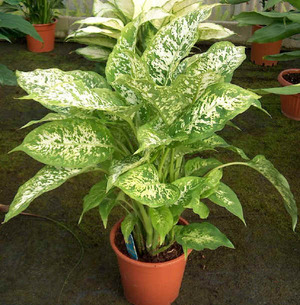 How to trim dieffenbachia