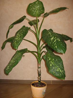 Caring for indoor flower dieffenbachia