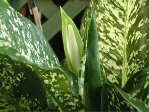 Dieffenbachia diseases