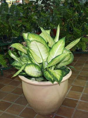 How to care for dieffenbachia