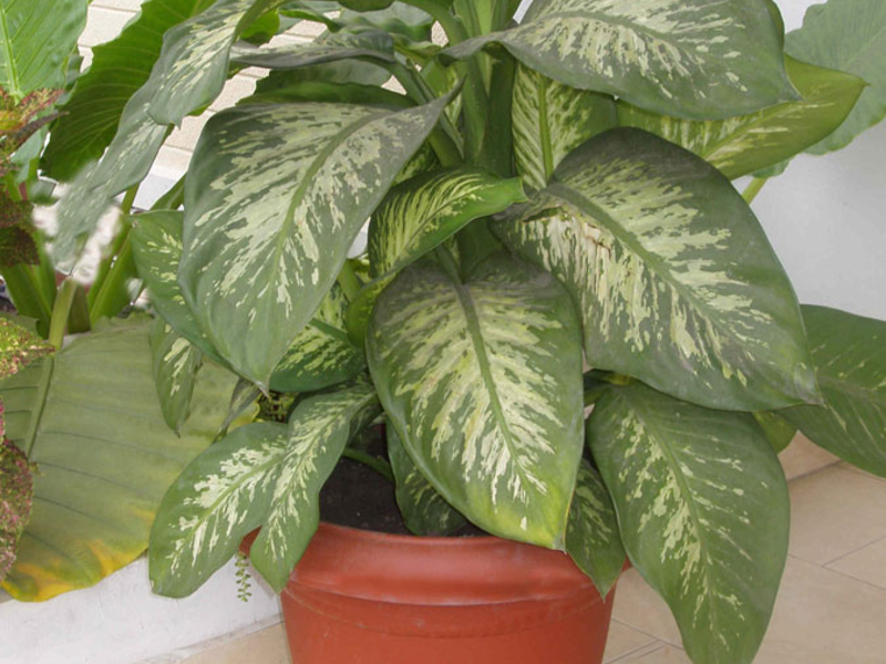 Dieffenbachia spotted