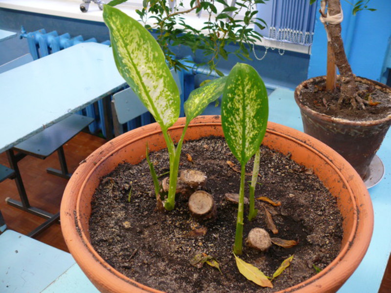 Dieffenbachia root system