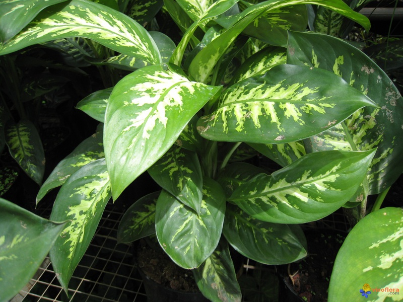 Dieffenbachia flower sizes