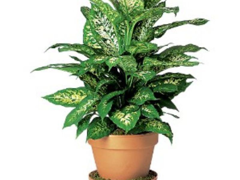 How the dieffenbachia flower is watered