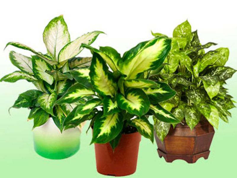 How to trim dieffenbachia