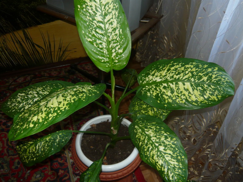 Dieffenbachia flower height