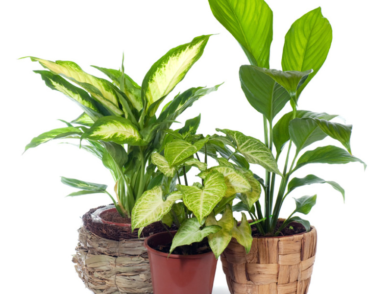 How dieffenbachia flower reproduces