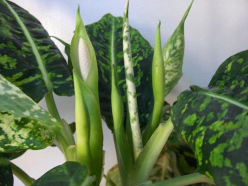 Dieffenbachia flower