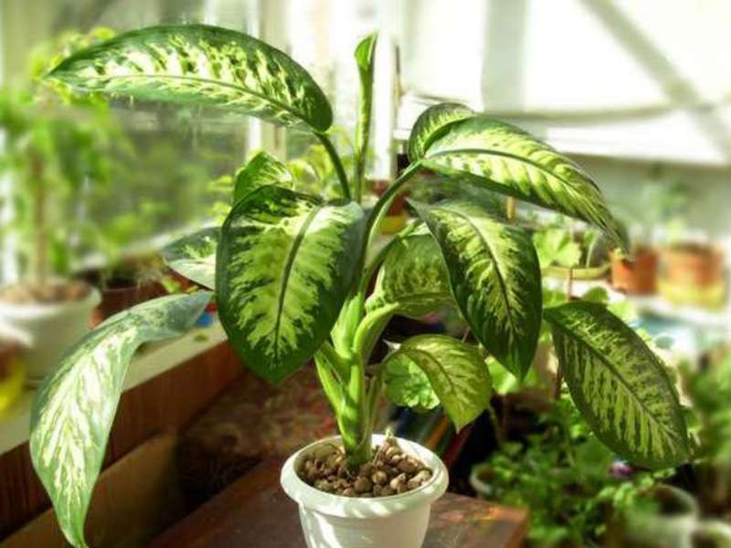 How to trim dieffenbachia