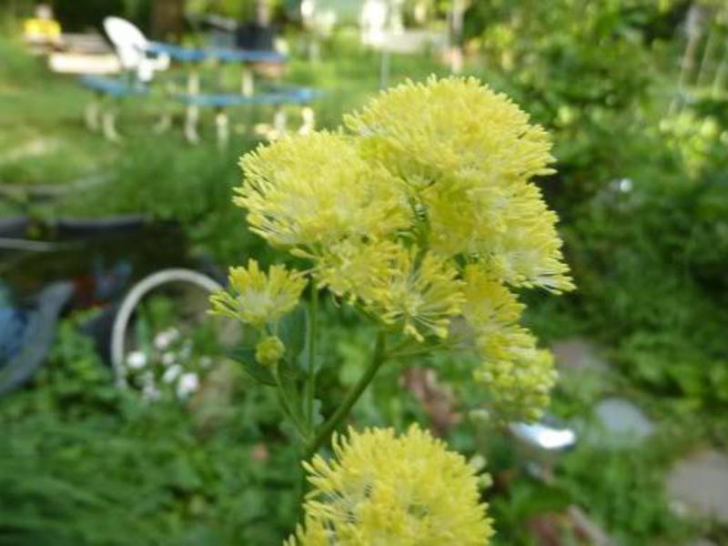 Basil flowers