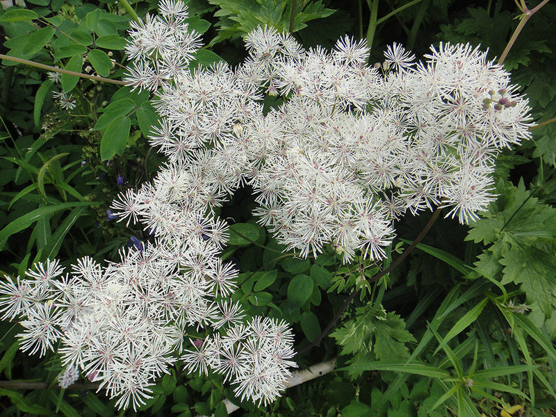 Description of the plant basil