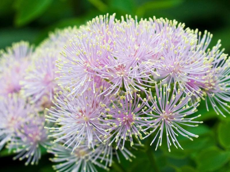 Flowering period of perennial basil