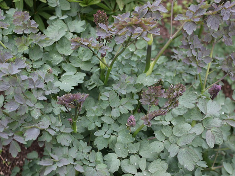 Basil aquifer