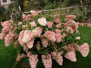 Varieties of hydrangea varieties