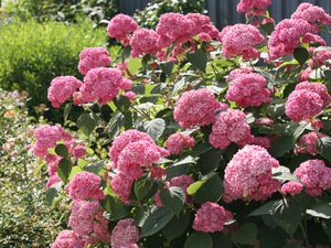 Name of hydrangea varieties