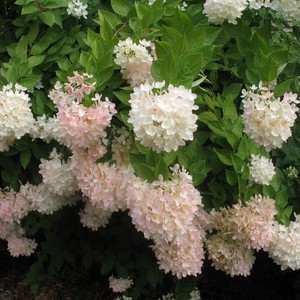 Watering and pruning hydrangeas